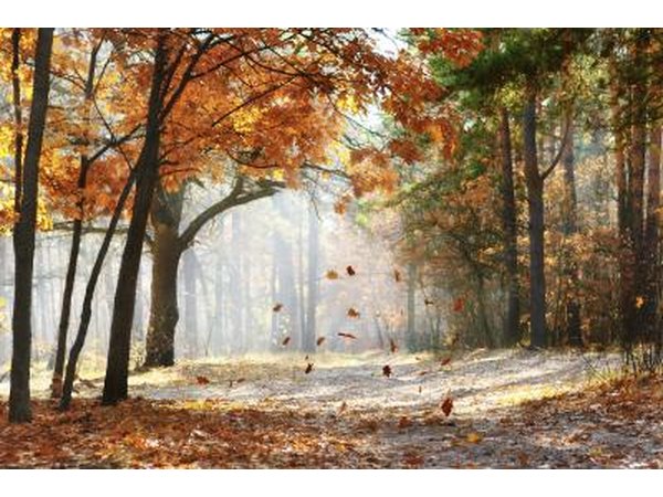 Colorful leaves fall from a tree in autumn.