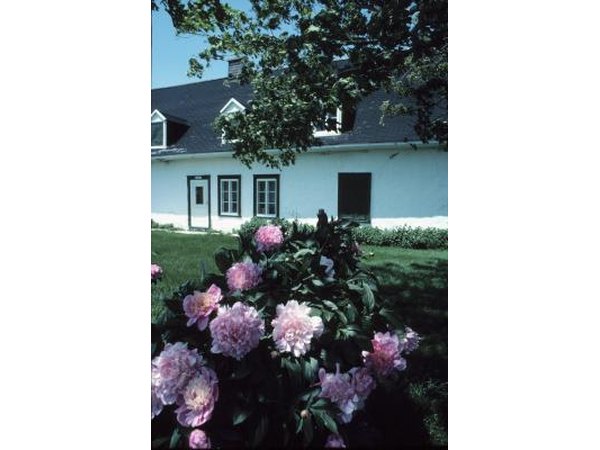 Planting a peony bush together will make your 12th last for many years.