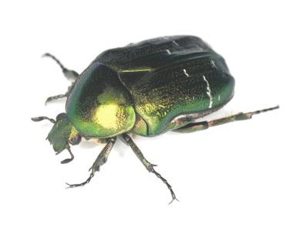 Beetle.