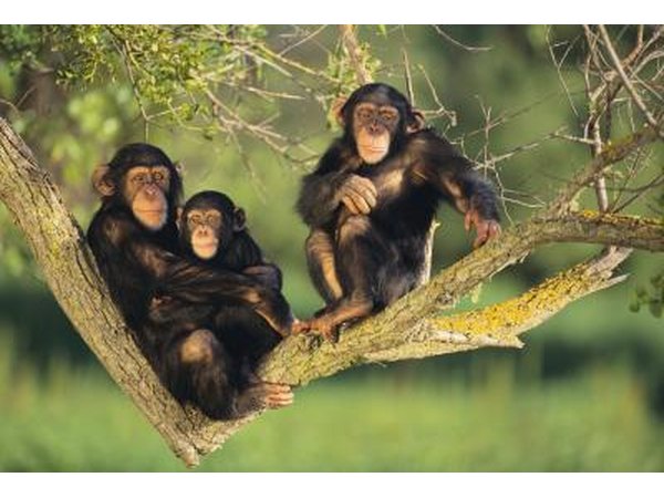 chimpanzees in a tree