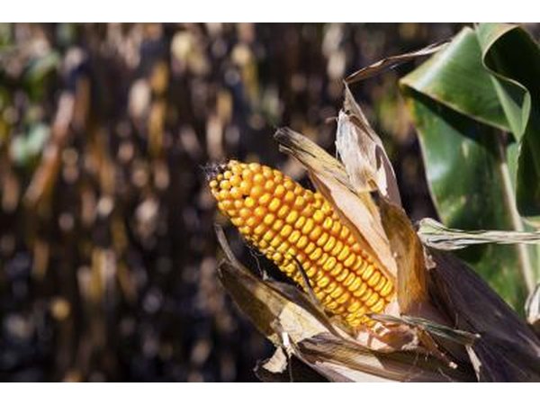 Dark corn syrup tastes similar to molasses.