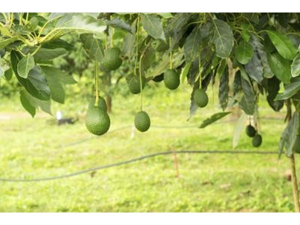 Avacado tree