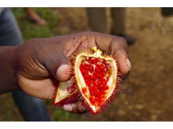 Close-up of annatto seeds in plant