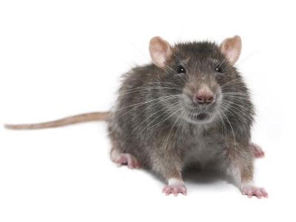Rat close up.