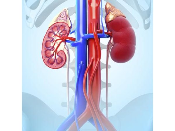 Kidney cross section.