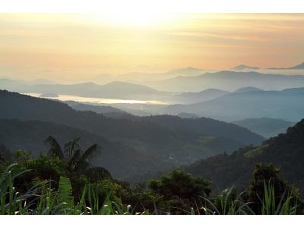 Forastero trees grow in Brazil.