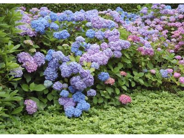 Pachysandra grows below a hedge of hydrangea flowers.