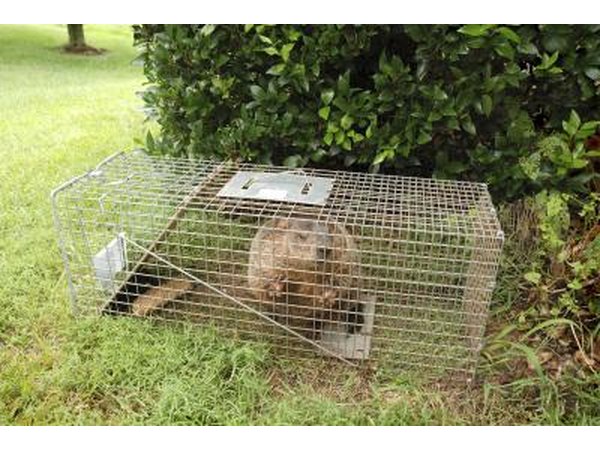 You may need professional pest removal.