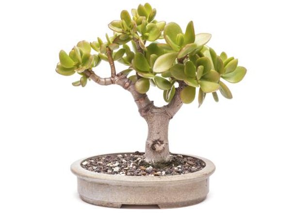Money tree.