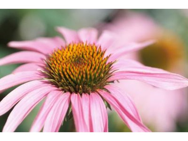 Pollen