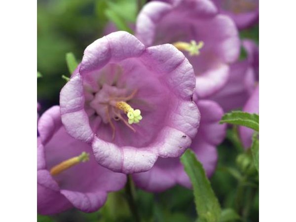 Maurine blue lisianthus flower