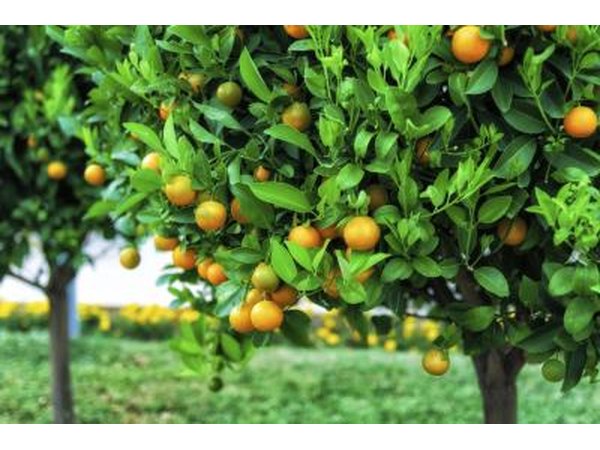 Citrus fruits are very acidic.