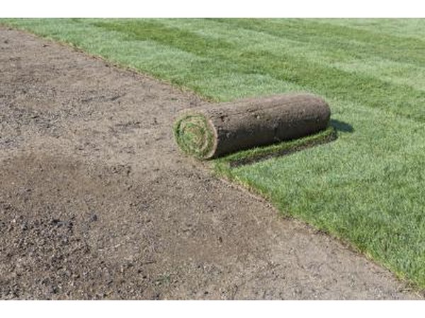 Sod roll for a new lawn