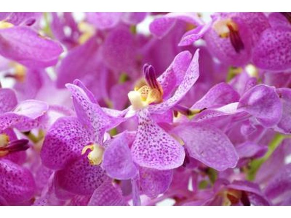 mokara orchids