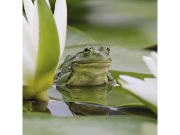 frogs are amphibians