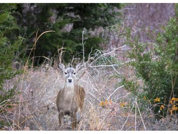 A doe hiding in the red cedars in the plains.