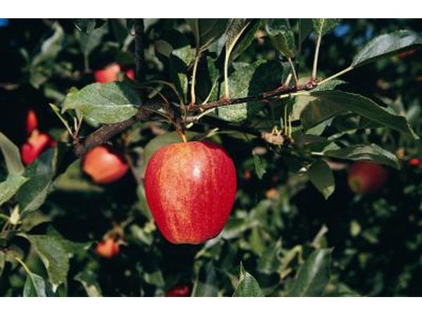 An apple grows on a tree.