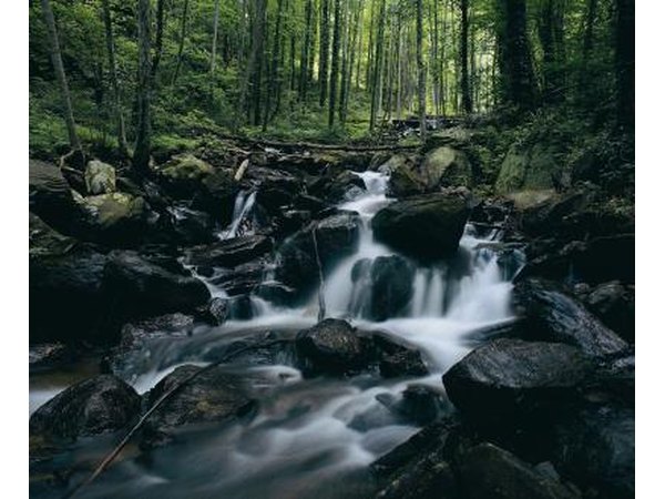 Forest