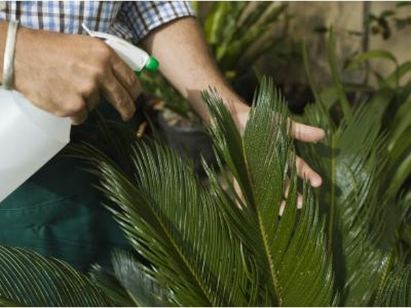 Demonstrated on a fern, mist your Lemon Lime Dracaena.