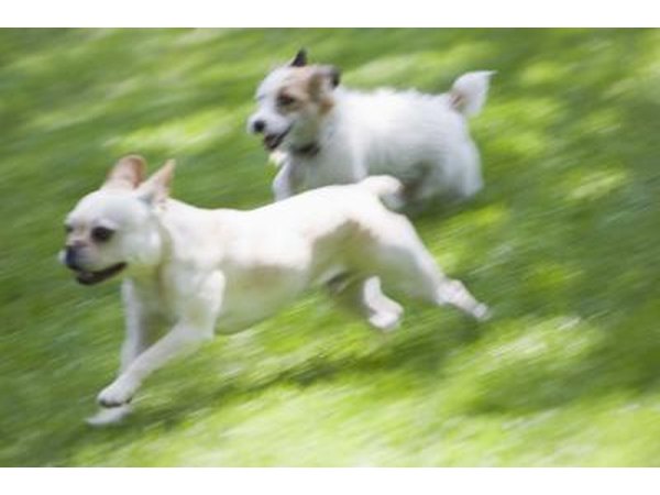 A clean dog park with a small-dog area is good for free romping.