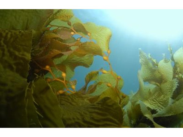 Kelp is used to promote healthy skin.