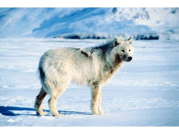 White wolf