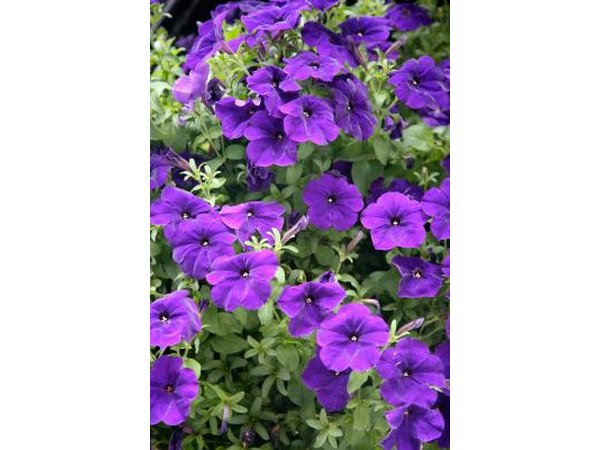Purple flowers and green leaves are a natural compliment.