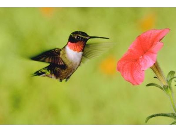 The hummingbird's rapid wing speed and darting movements are unmistakable.