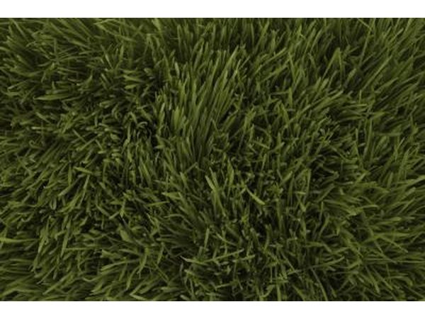 Bermuda grass