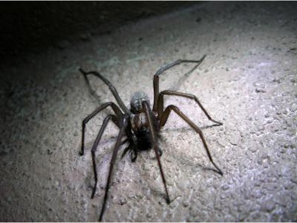 Spider found in garage