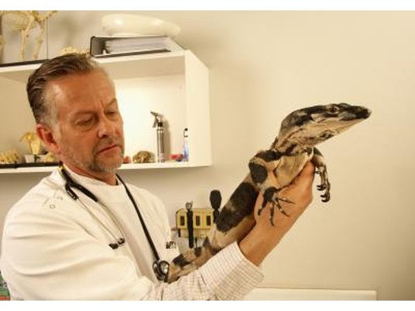 Exotic animal vet