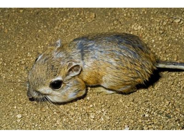 the kangaroo rat can survive without water