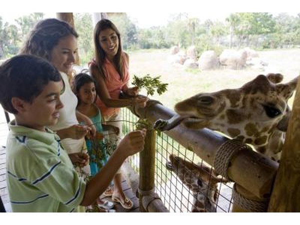 children feeding giraffe at zoo