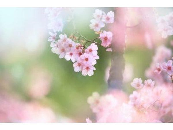 Snow Fountains dwarf weeping cherry trees grow between 7 to 10 feet tall.