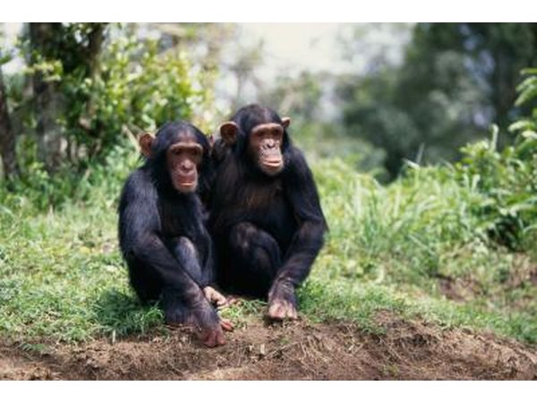 two chimpanzees