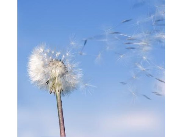 Dandelion in wind