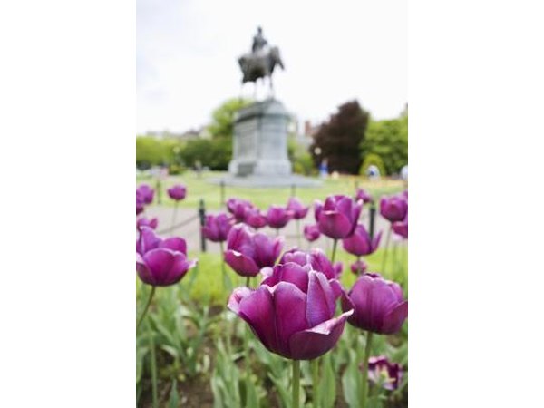 Tulips