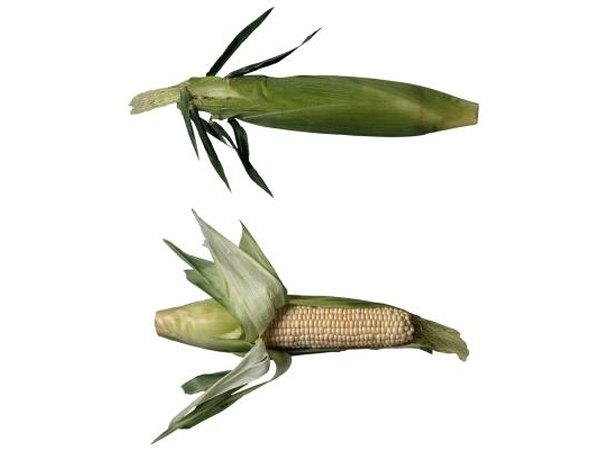 Sweet Corn
