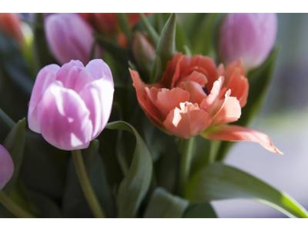 pink tulips in vase