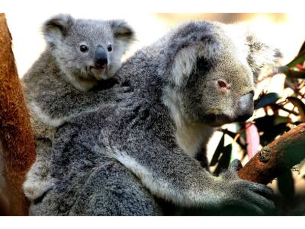koala in tree with joey on back