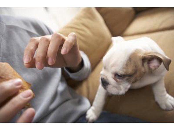 Start introducing puppies to puppy food at the age of 3.5 weeks.