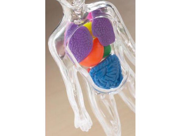 Model of human organs