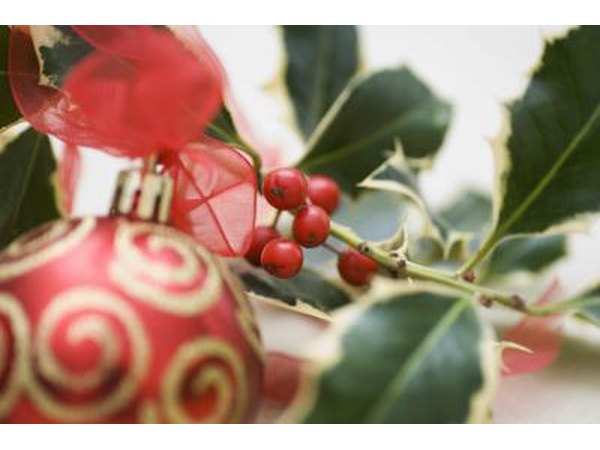 Holly berry sprigs are popular Christmas decorations.