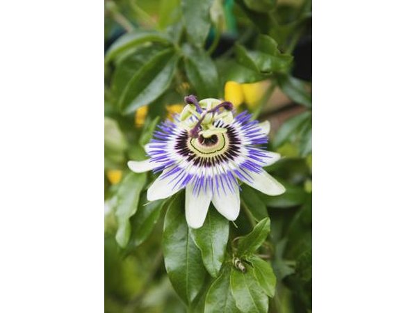 Passion flower adds a touch of tropical excitement to a garden or yard.