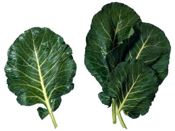 Collard greens offer excellent nutrition and a long growing season.