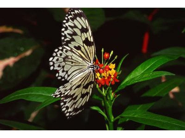 Lantana attracts butterflies