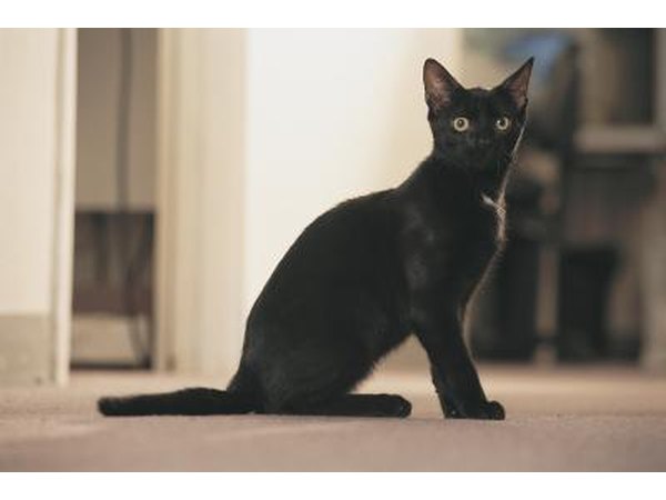 Prevent pregnancy by keeping cat indoors.