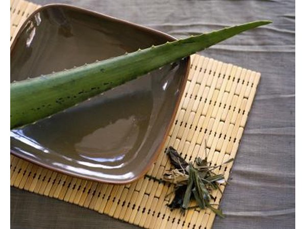 Aloe vera plant leaf.