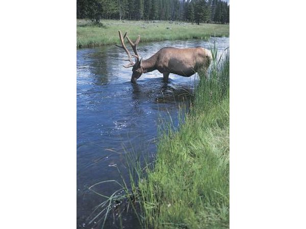 Caribou drinking water