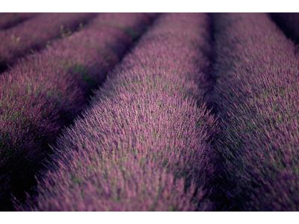 Lavender attracts hummingbirds.